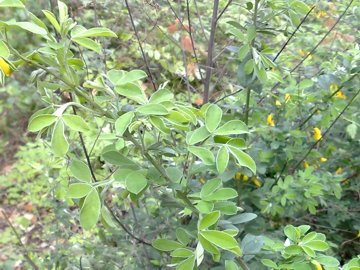 Cytisus villosus